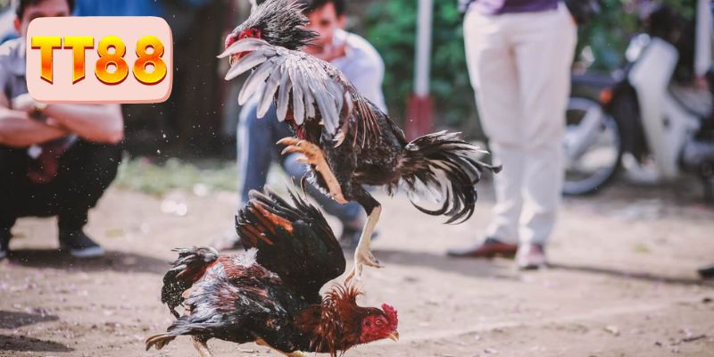 Hội viên chú ý quan sát kỹ lưỡng trước khi chọn chiến kê 